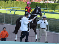 未勝利戦　本馬場入場