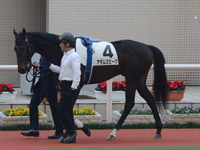 新馬戦　パドック