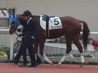 新馬戦　パドック