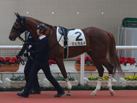 新馬戦　パドック