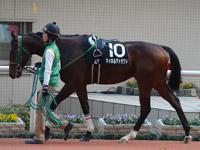 千両賞（500万）　パドック