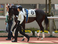 未勝利戦　パドック
