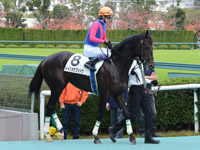 未勝利戦　本馬場入場