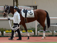 未勝利戦　パドック