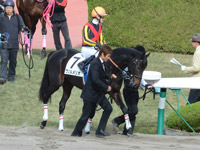 新馬戦　本馬場入場