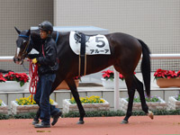 未勝利　パドック