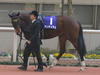 阪神ジュベナイルフィリーズ（ＧＩ）　パドック