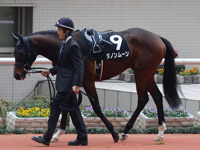 エリカ賞（500万）　パドック
