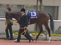 阪神ジュベナイルフィリーズ（ＧＩ）　パドック