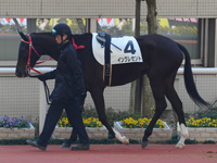 新馬戦　パドック