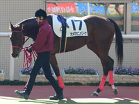 未勝利戦（牝）　パドック