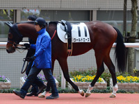 新馬戦　パドック