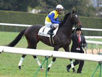 500万平場戦　本馬場入場