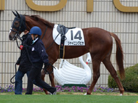 新馬戦　パドック