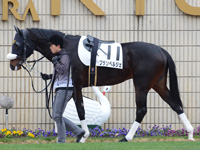 500万平場戦　パドック