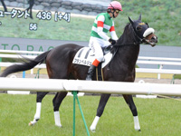 500万平場戦　本馬場入場