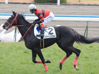 新馬戦　キャンター