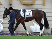 新馬戦　パドック