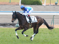 新馬戦　キャンター