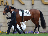 新馬戦　パドック
