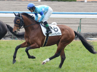新馬戦　キャンター