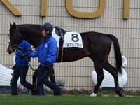 新馬戦　パドック