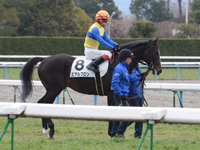 新馬戦　本馬場入場