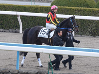 未勝利戦　本馬場入場