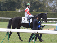 新馬戦　本馬場入場