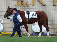 500万平場戦　パドック