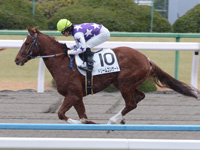 500万平場戦　本馬場入場