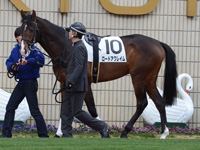 新馬戦　パドック