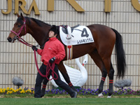 新馬戦　パドック