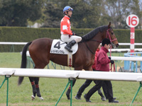 新馬戦　本馬場入場