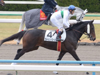 未勝利戦　キャンター