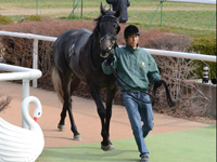 未勝利戦　口取り
