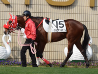 新馬戦　パドック