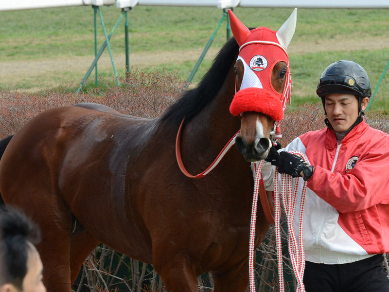 新馬戦　口取り