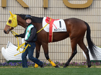 新馬戦　パドック
