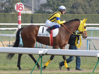 新馬戦　本馬場入場