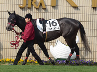 新馬戦　パドック