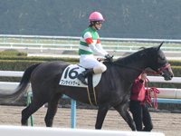 新馬戦　本馬場入場