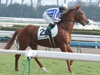 新馬戦　本馬場入場