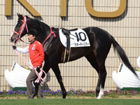 新馬戦　パドック