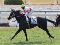 新馬戦　キャンター