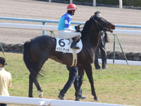 未勝利戦　本馬場入場