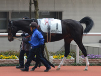 新馬戦　パドック
