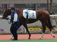 500万平場戦　パドック
