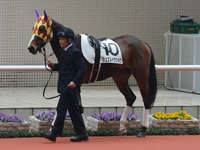 新馬戦　パドック