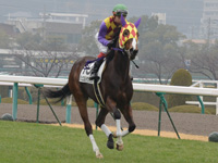 新馬戦　キャンター